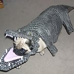 Funny Animal Costumes