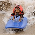 Dog Surfing Competition