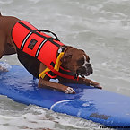 Dog Surfing Competition