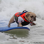 Dog Surfing Competition