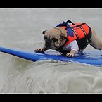 Dog Surfing Competition