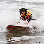 Dog Surfing Competition