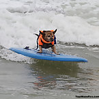 Dog Surfing Competition