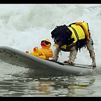 Dog Surfing Competition