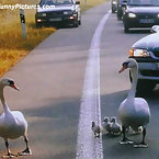 Birds living their lives