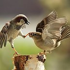 Birds living their lives