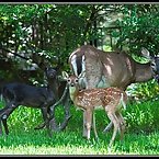 Black Fawn