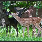 Black Fawn