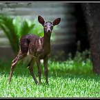 Black Fawn