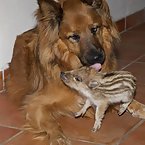 Dog raises a baby boar