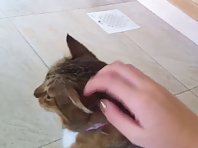 Crazy cat with twitching fur