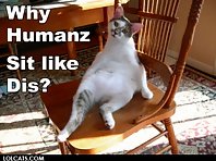 Funny cats and dogs #2
