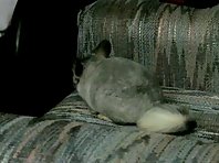 Chinchilla Destroys town