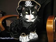 Pirate Pets!