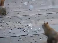 Squirrel Epic Fight!