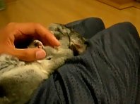 Chinchilla relaxing