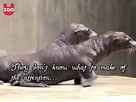 Newborn sea lions