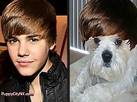 Dogs Who Look Just Like Justin Bieber