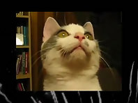 FUNNY CATS SING NEW YEARS