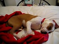 Dog Crying In Sleep