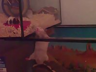 Bodybuilder hamster