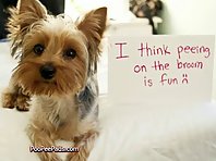 Bad Dogs Wearing Signs