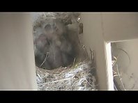 Newborn bird opera