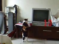 Fat Cat Tries To Jump Into Bed