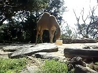 Funny Bored Camel