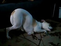 Dog's Funny Sleeping Position!