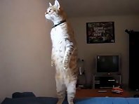 Standing Cat