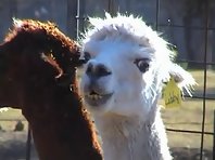 Possessed Alpaca