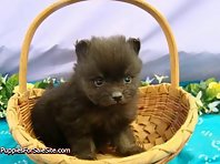 Cute Pomeranian puppies!