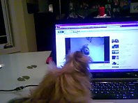 Gracie the Cairn sings to her Youtube Video