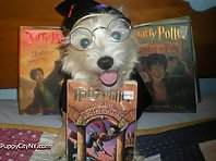 Harry Potter Pets