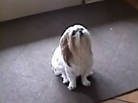 Funny Dog that sneezes when told to