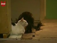Cat Guards in Russia