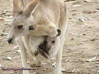 Motherhood in Nature