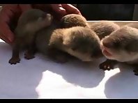 Otters at Sea World