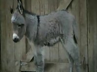 Baby Donkey