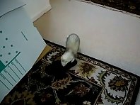 Ferret and Slippers