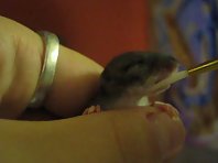 Orphaned Baby Mouse