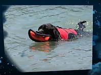 Black Lab Crazy Over Flippy Flopper