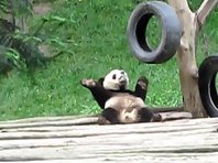 Dancing Panda