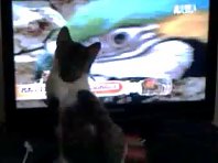 Catzy the cat watching Parrots & Otters on Animal Planet