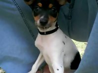 Toy Fox Terrier