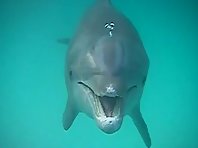Wild dolphins yelling