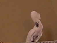 Cockatoo thinks its a dog