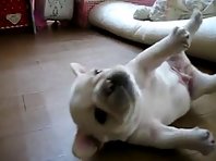 Funny French Bulldog Puppy Can't Get Up
