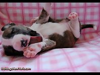 Bull Terrier Puppies